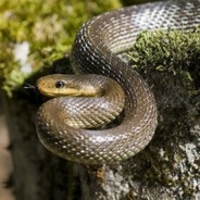 Wujek Paszy Bajcepsa