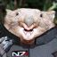 CombatWombat