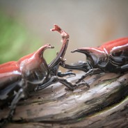 头部磁铁含量极高