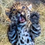 Jags4TheWin