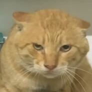 邪王真眼，开！大狗叫，上！