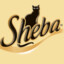 Sheba