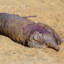 dead pangolin rip