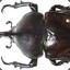 IronSalt_Beetle