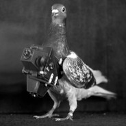 SurveillancePigeon#2407