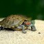 Turtle_3873