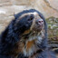 Strategic Bear