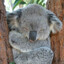 KoalaAmca_