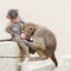 monito