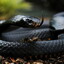 Black Mamba