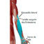 Epicondilo Lateral