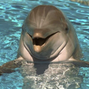 Dolphin - steam id 76561199260260714
