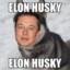 Elon Husky