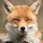 HaijaFluffoFoxboy