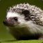 Merciless Hedgehog