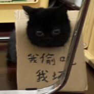 我没有猫