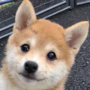 冰糖雪梨煮汤圆