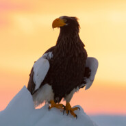 SeaEagle