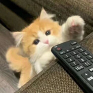 小狗不轻易落泪