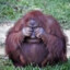 BABUNO