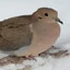 A Mourning Dove