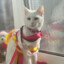 MrCat