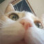 Meow Derek