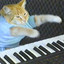 keyboard cat