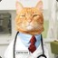 Doctor Cats