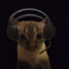 Gold_Cat2137CASE.GIFT
