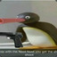 Elite_Penguin