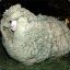 Big Sheep : Baaaaah MotherF-----