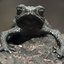 Da Pebble Toad