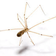 daddy longlegs