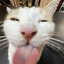 Silly Cat Gaming