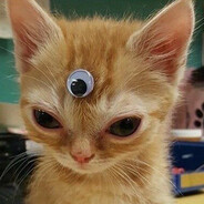 kot9in FREEMONEY.NET