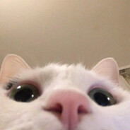Mister Cat