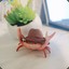 Crab in a Hat