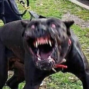 Я ебу твою собаку