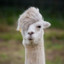 GLAMOURLLAMA