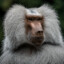 Baboon