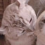 Staraptor