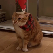 翻斗花园喵喵侠