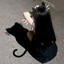 󠀡󠀡cat