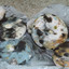 Moldy Everything Bagel