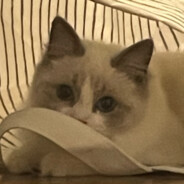 Cats on Mars