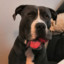 D´ya like dags?