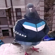 DankPigeon