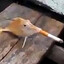 fih smoking