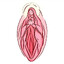 vulva